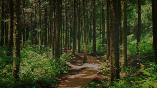 A Walk in the Woods: Top 5 Woody Scents at IB Sprays