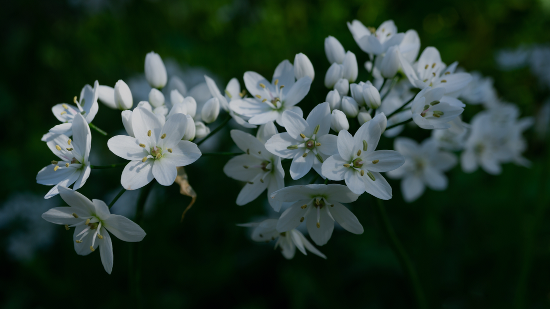 Eternal Bloom: Exploring the Timeless Allure of Jasmine